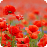 Remembrance Day
