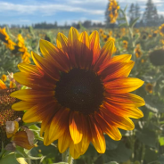 Labour Day Long Weekend